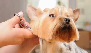 dog-groomed-scissors