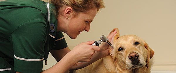 Професия: ветеринарна медицинска сестра