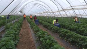_89855276_shukman_strawberry